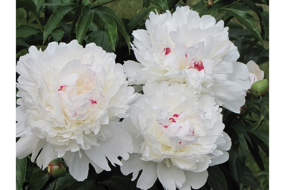 Пион Афины фото и описание