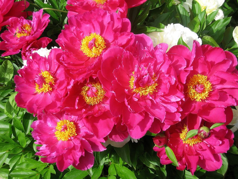 Paeonia (пион) fantastic