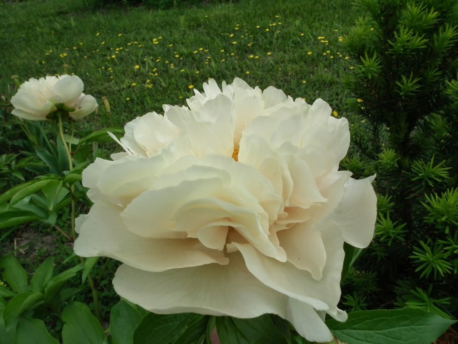 Пион тонколистный Воронец