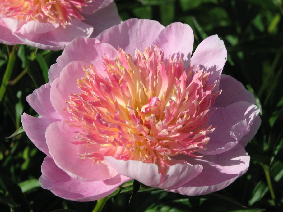 Пион Patio Peony