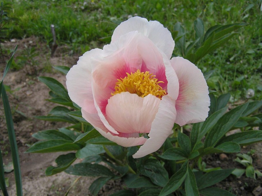 Пион травянистый Афина