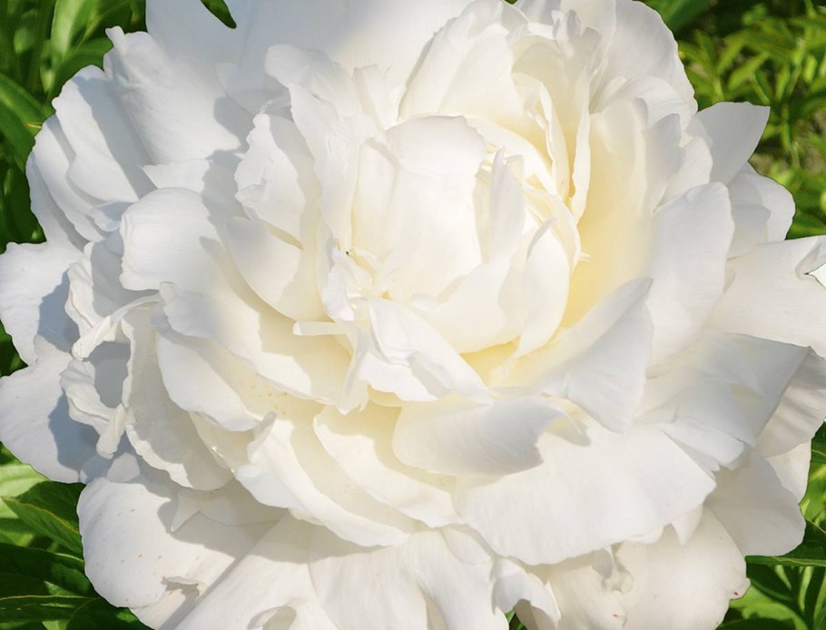 Пион молочноцветковый Боул оф Бьюти