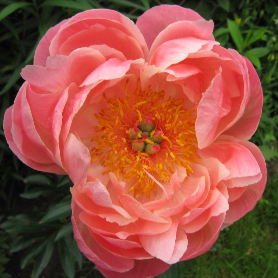 Пион Петит Порселен