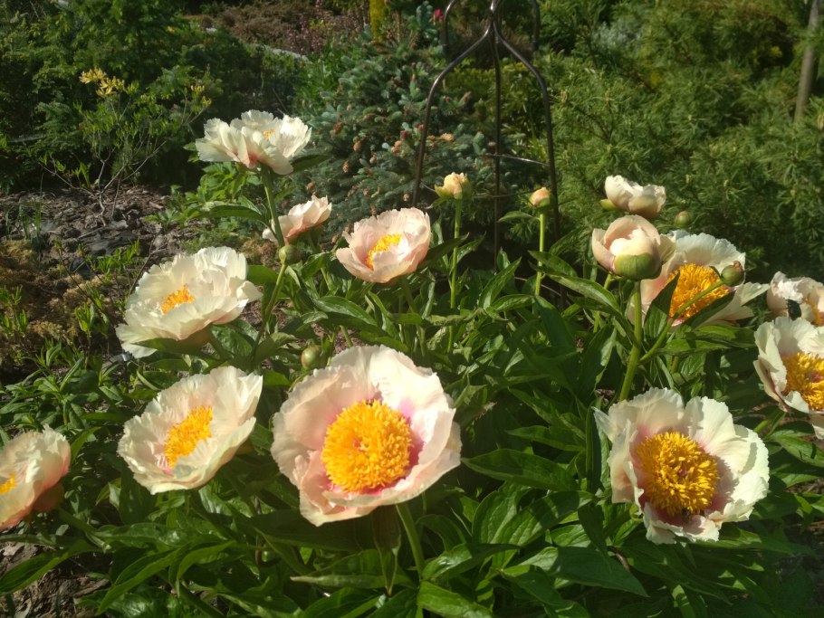 Пионы травянистые (патио) Афины