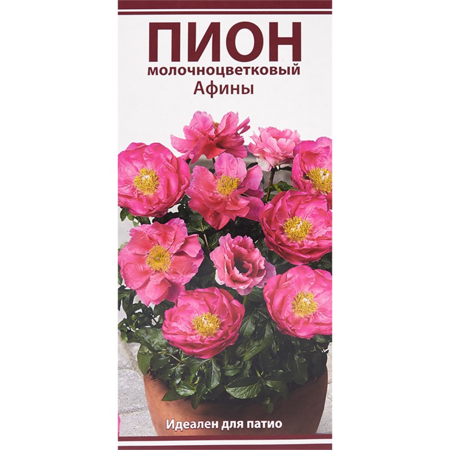 Пион молочноцветковый Уайт кэп