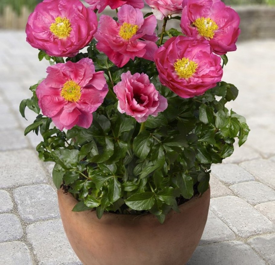 Пион Афина описание