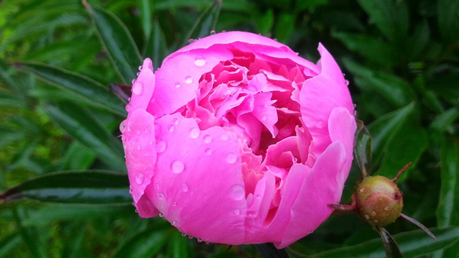 Paeonia Tamamidori