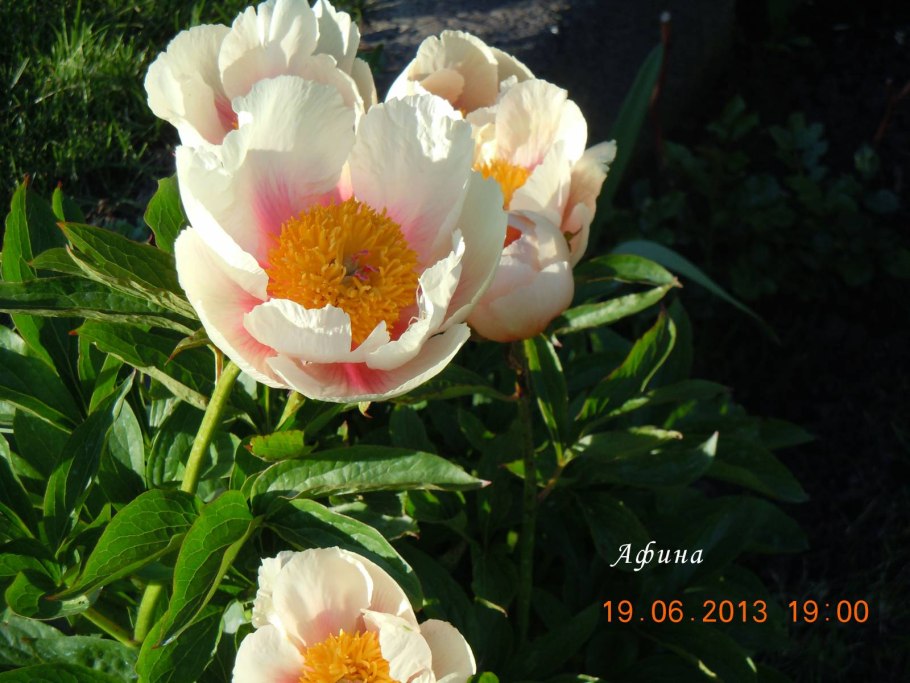 Пион молочноцветковый Афины