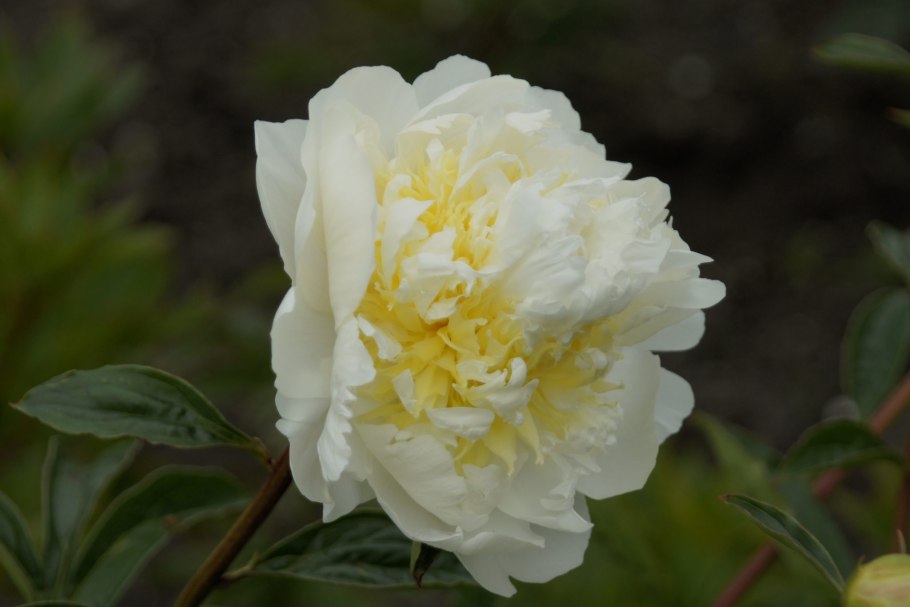 Пион Жемчужная россыпь