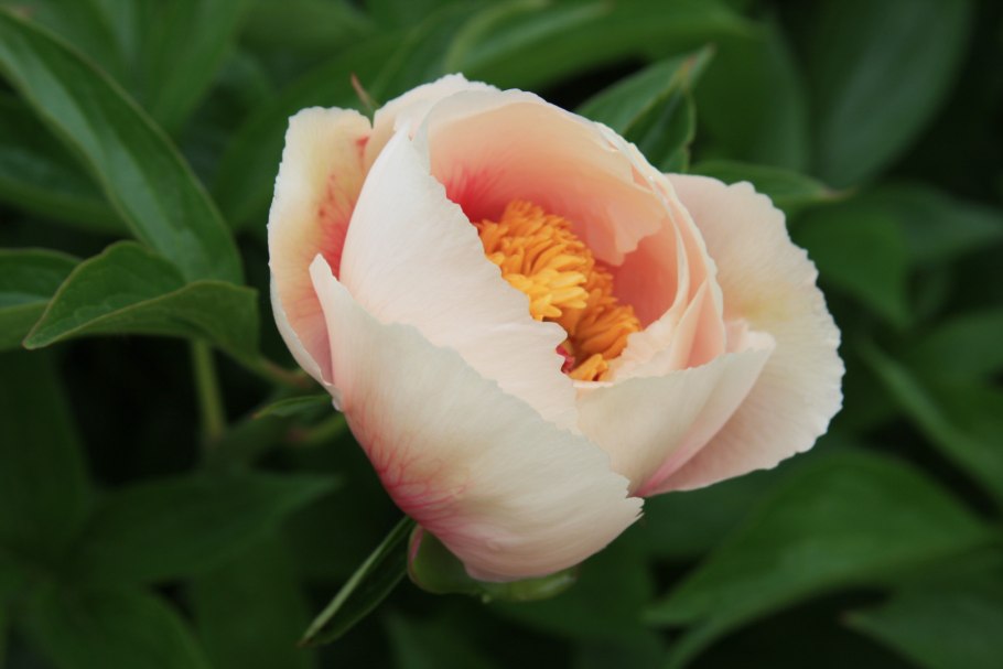 Peony Athena