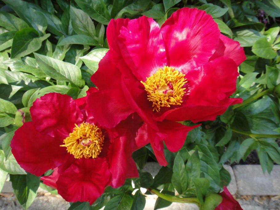 Пион gardenia (Гардения)