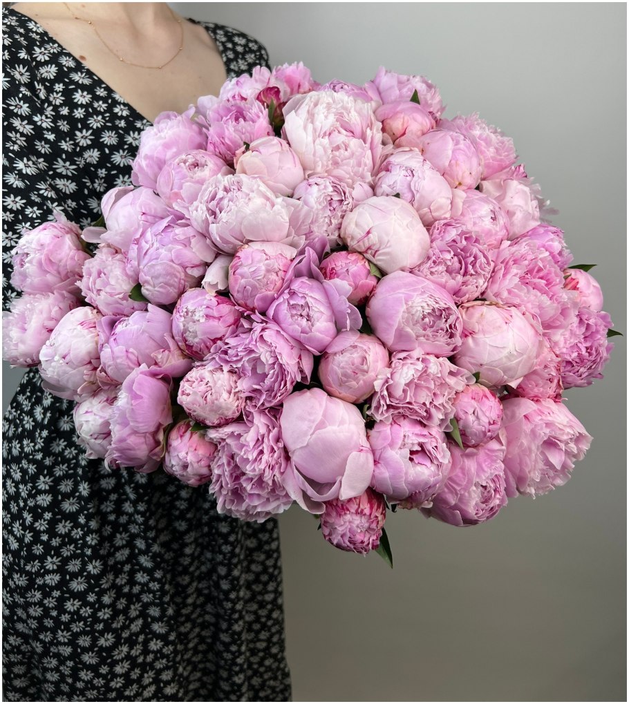 Пион молочноцветковый патио