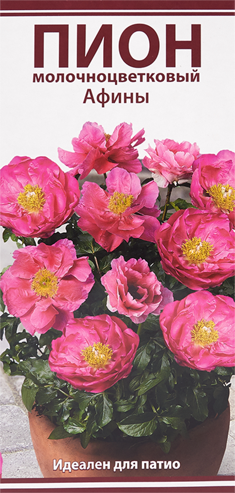 Пион травянистый патио Дублин