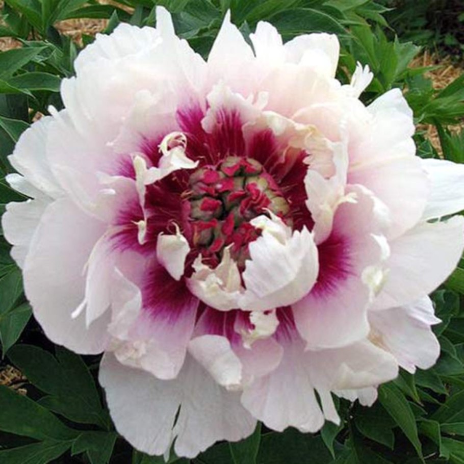 Пион патио Мадрид