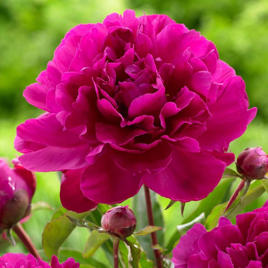 Пион Patio Peony™ Rome