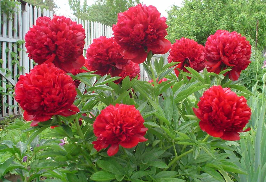 Пион саммер Glow