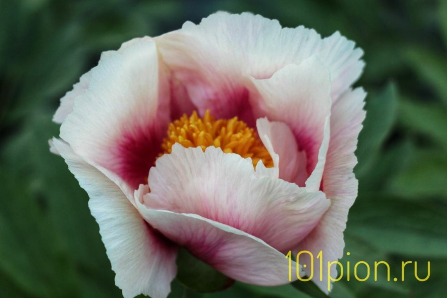 Пион Распберри Сандей