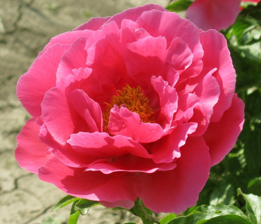 Пион древовидный Houki