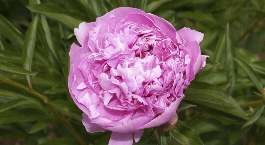 Пион Ширли Темпл белый