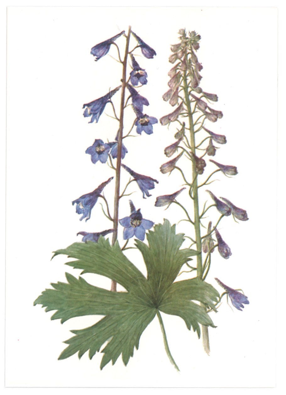 Delphinium elatum l. гербарий