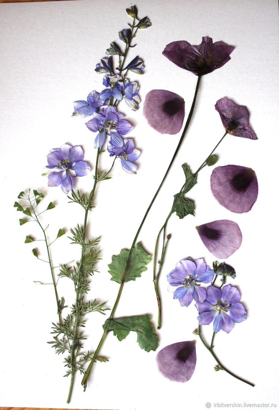 Живокость Полевая ботаника