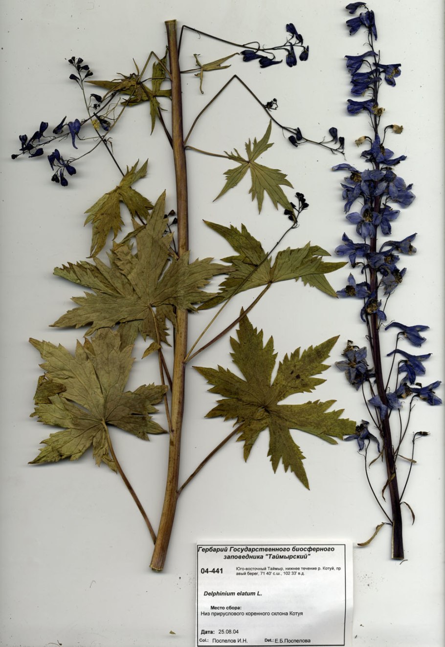 Живокость посевная гербарий