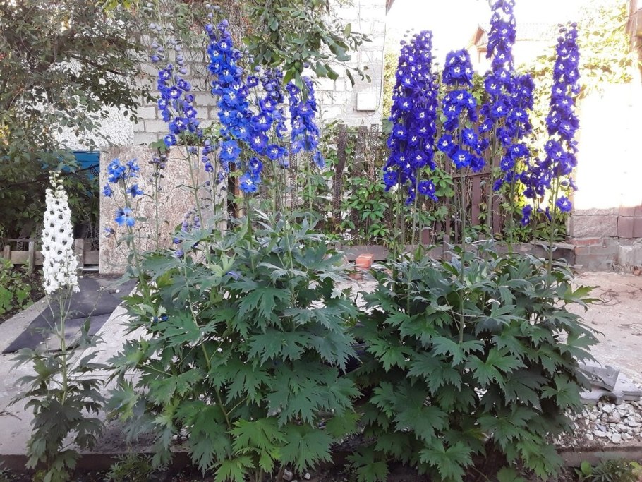 Дельфиниум талисман