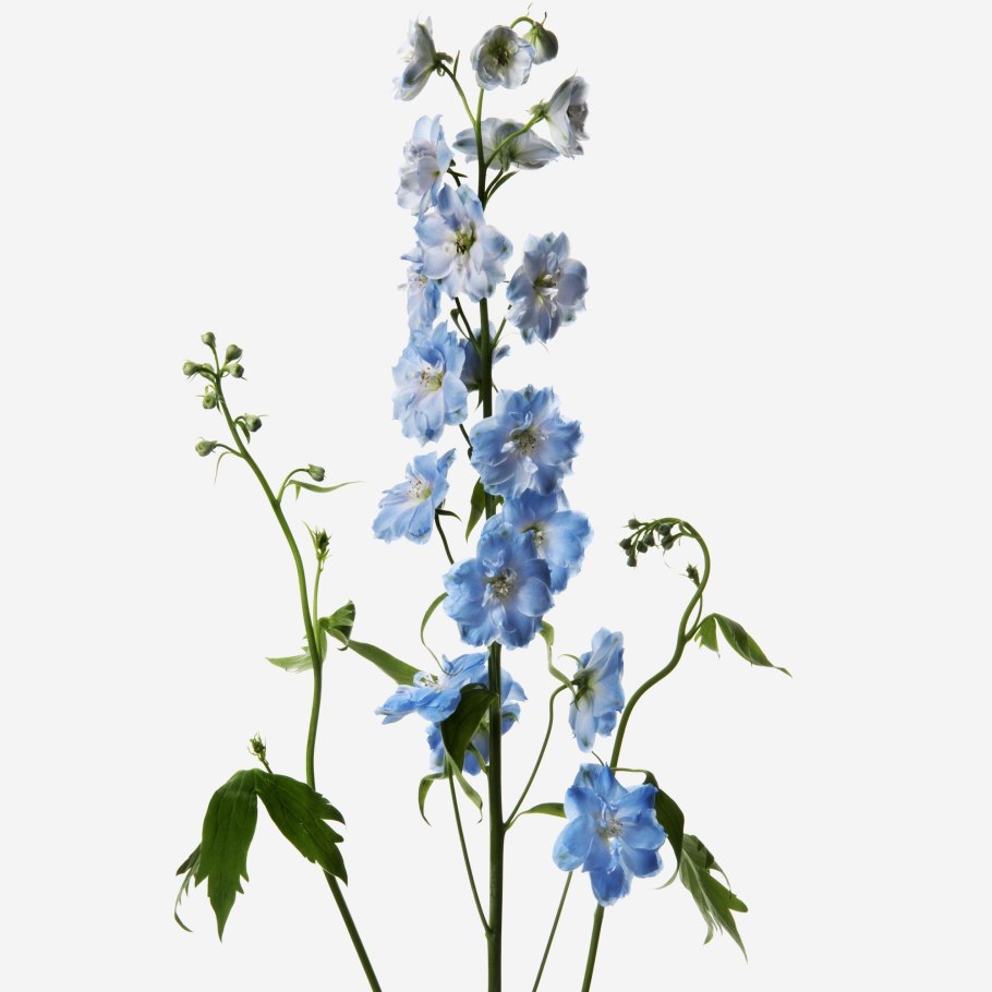 Дельфиниум Легенда о цветке