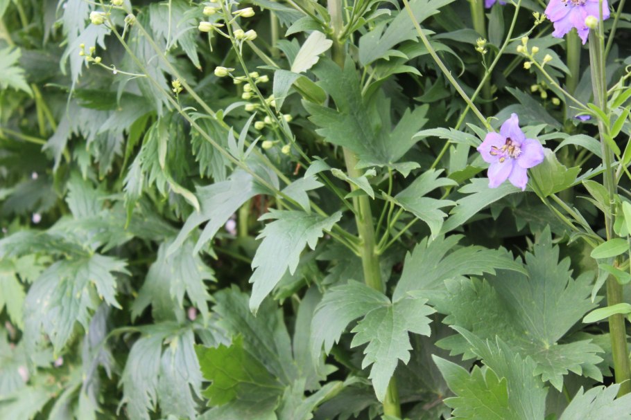 Дельфиниум Дварф микс