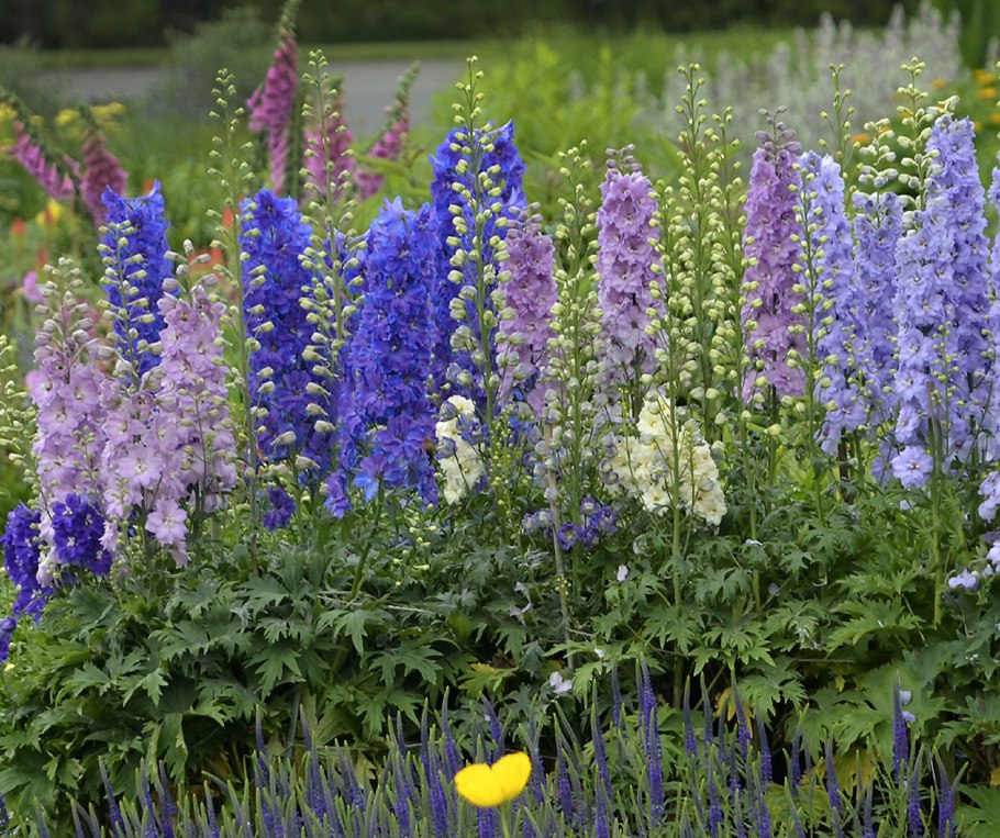 Дельфиниум живокость