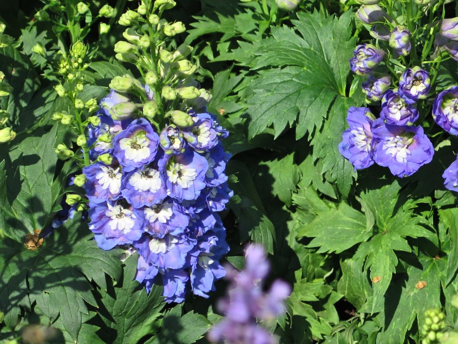 Живокость посевная гербарий