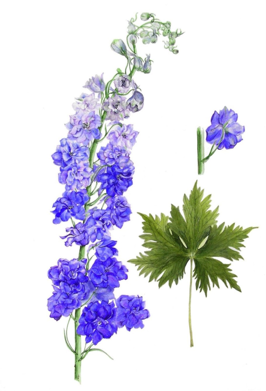 Дельфиниум ботаника