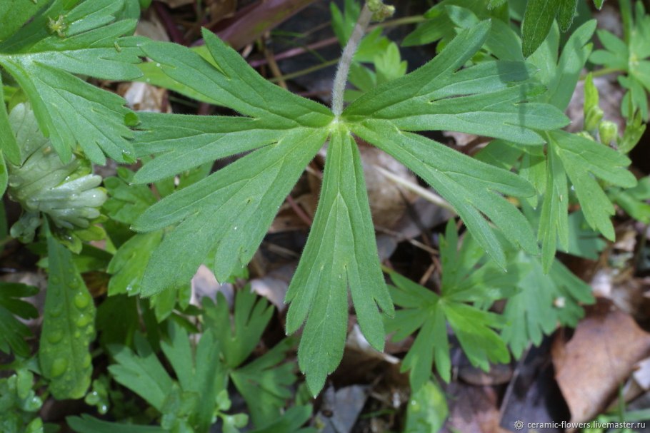 Живокость сетчатоплодная