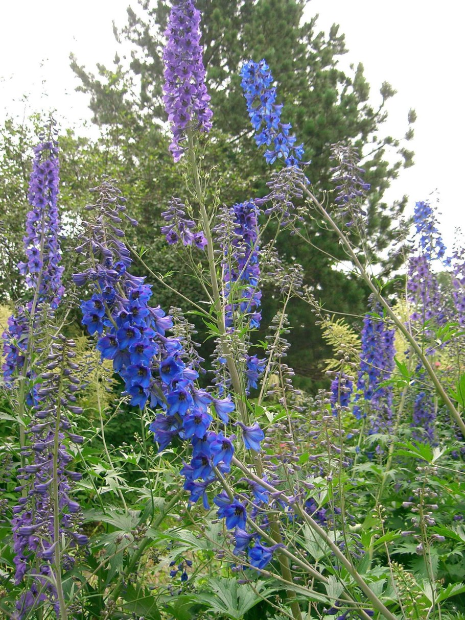 Дельфиниум живокость