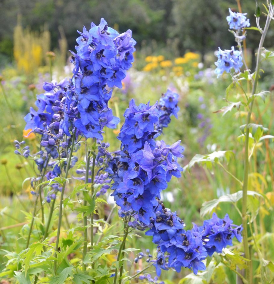 Дельфиниум строение