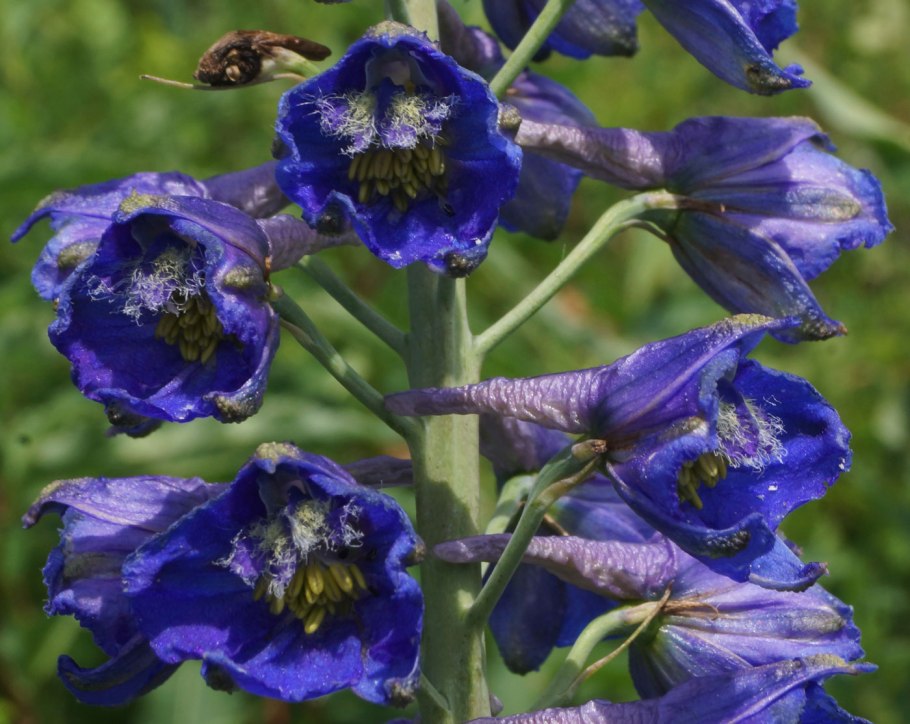Delphinium middendorffii