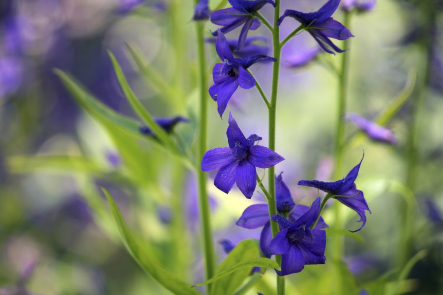 Живокость Нугушская