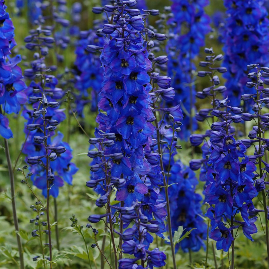 Delphinium nuttallianum