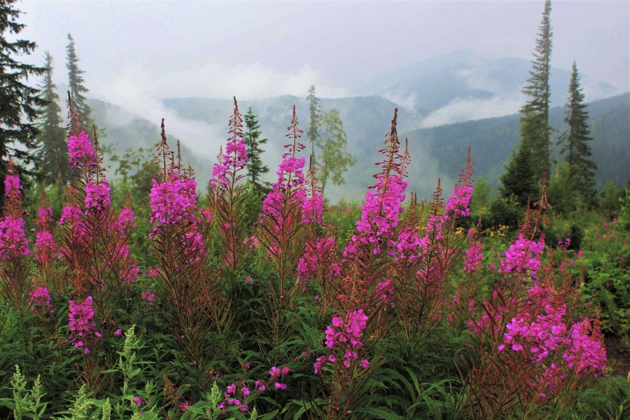 Кузнецкий Алатау заповедник растения