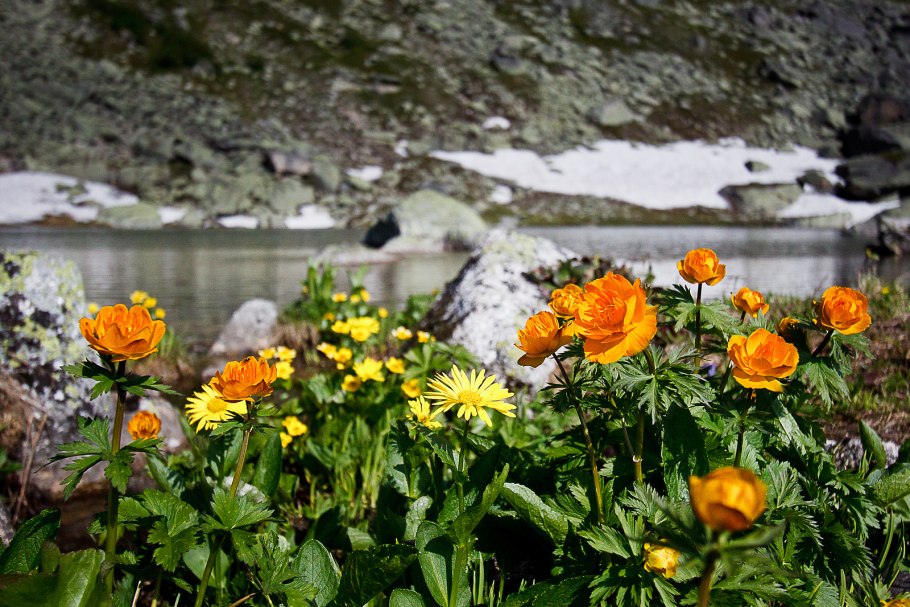 Лесные растения Северного Урала