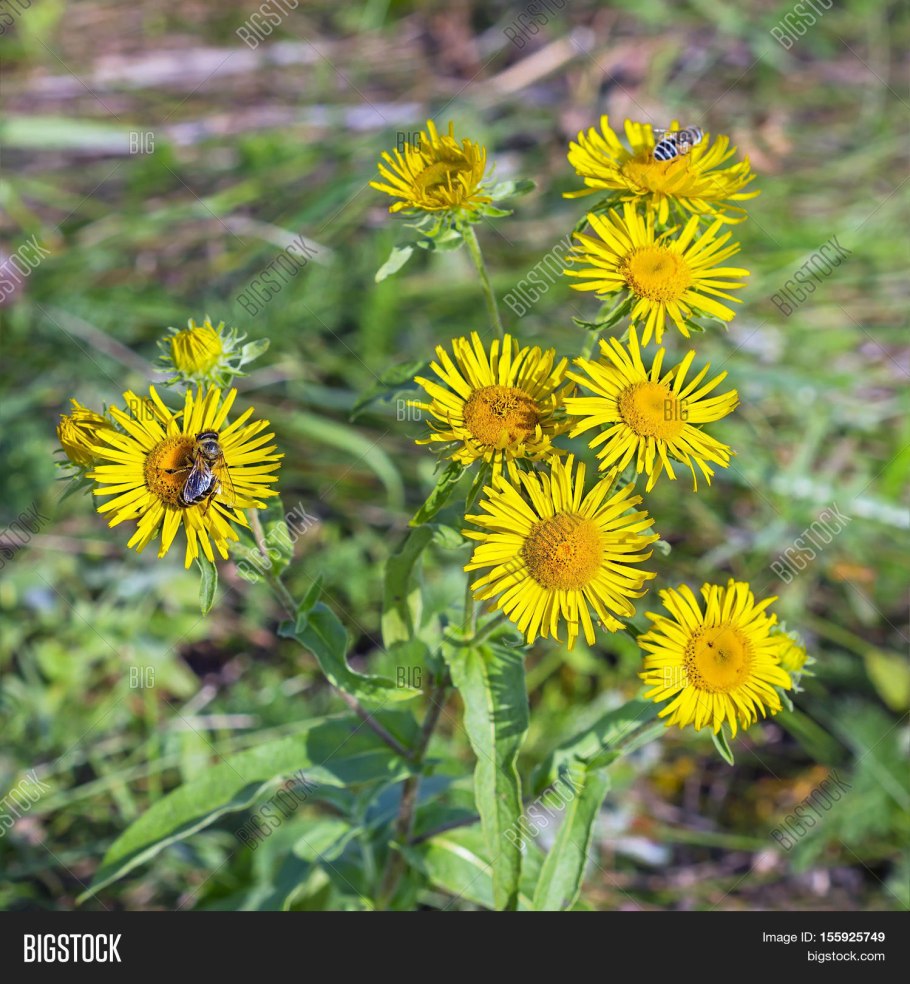 Цветущий луг Йеллоустоун