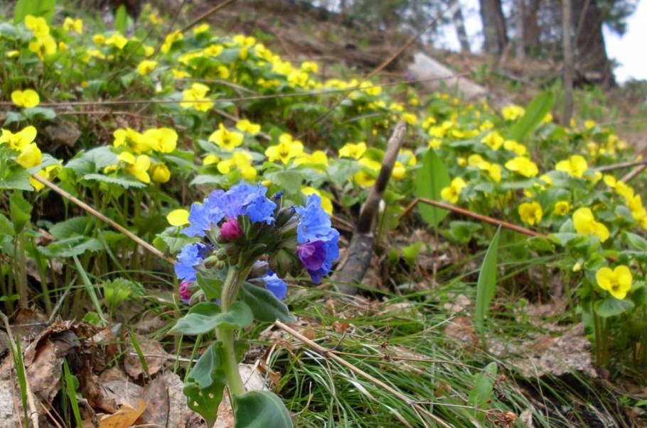 Первоцветы Медуница жёлтые