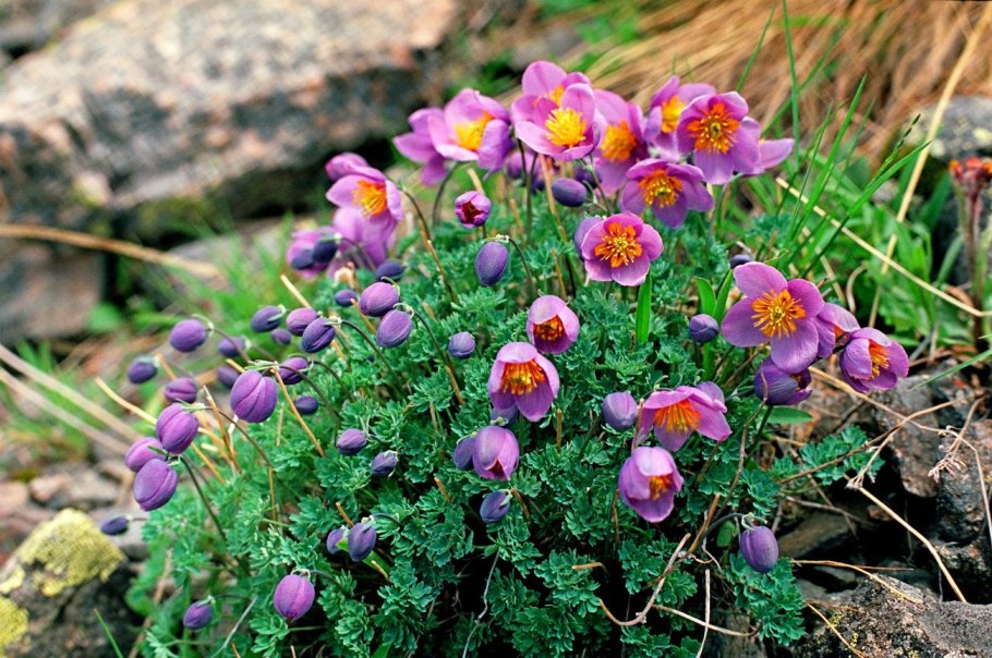 Эндемики Алтая растения