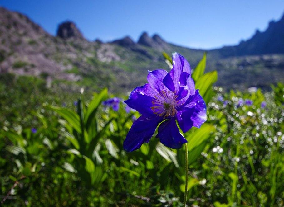 Ергаки рододендрон