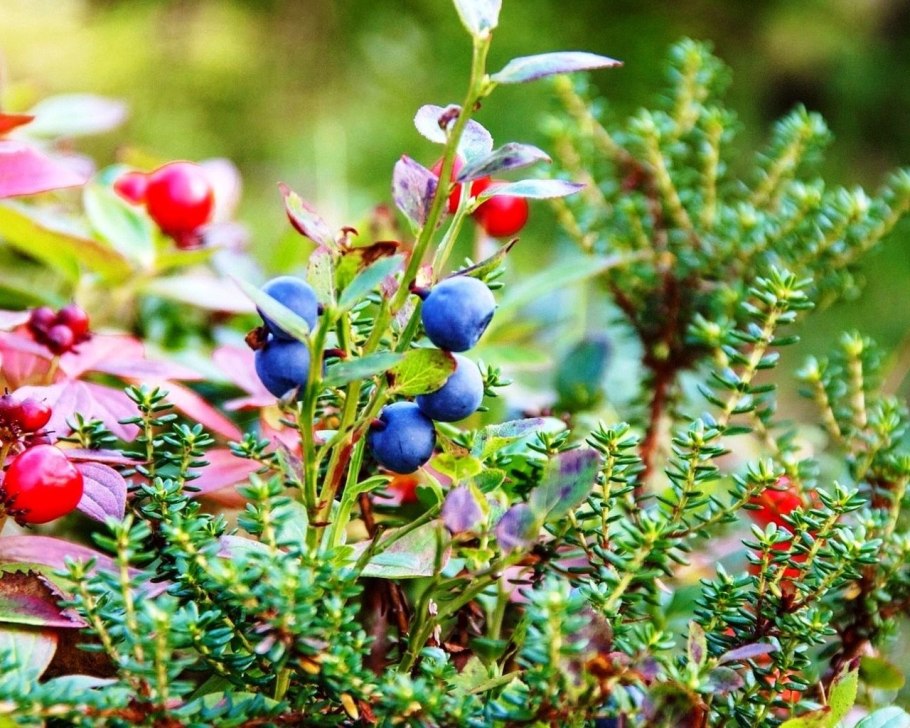 Медуница Лесная цветок