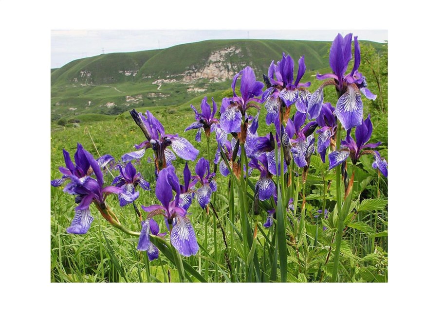 Купальница Ергаки