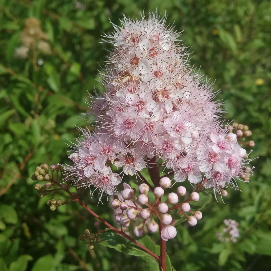 Таволожка кустарник