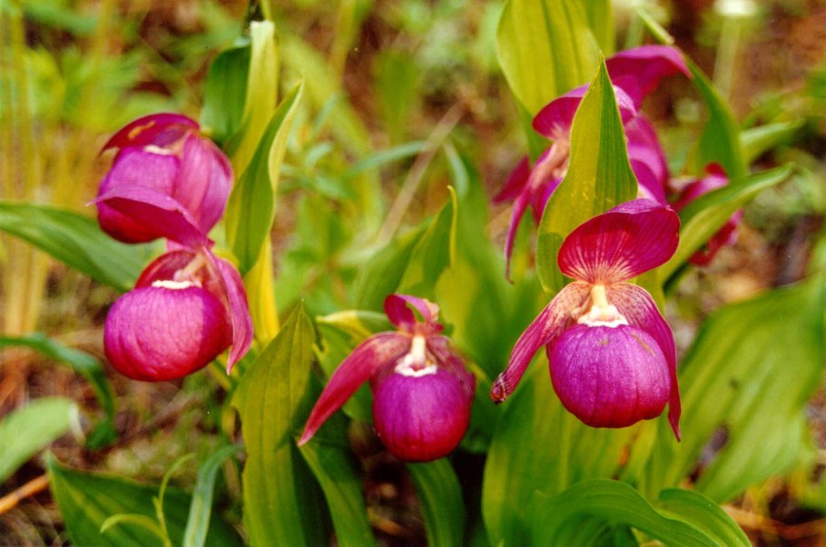 Венерин башмачок Сибирский