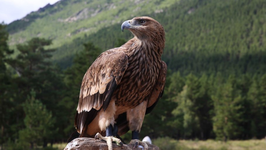 Башни Эрзи Ингушетия