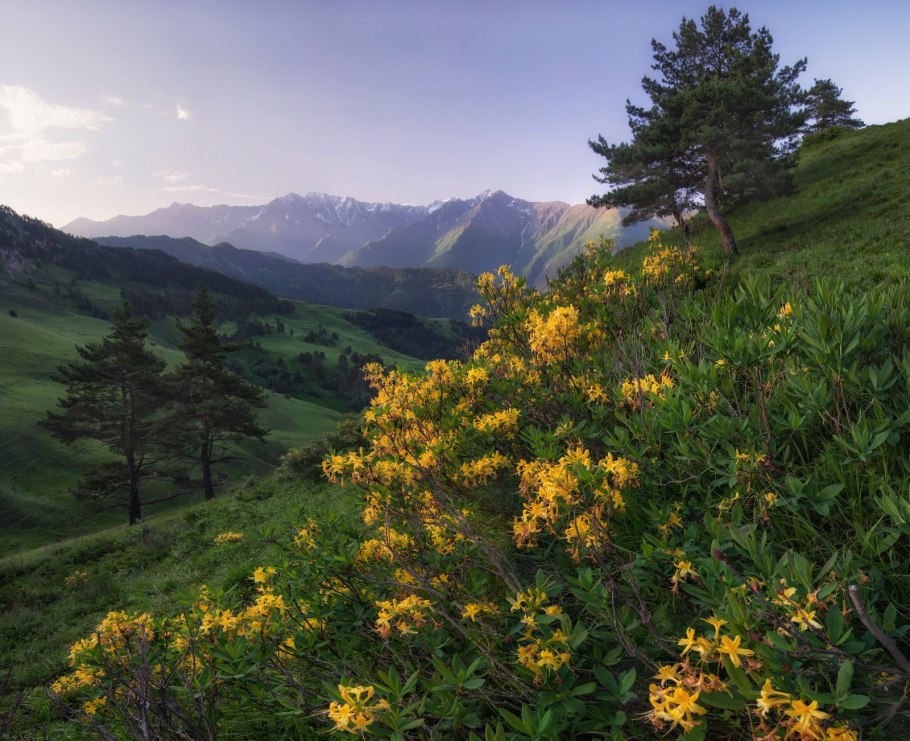 Флора заповедника Эрзи